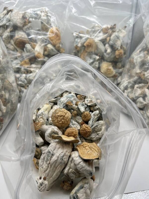 MUSHROOMS